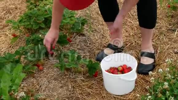 女人的手从活的草莓植物中采摘新鲜草莓视频的预览图