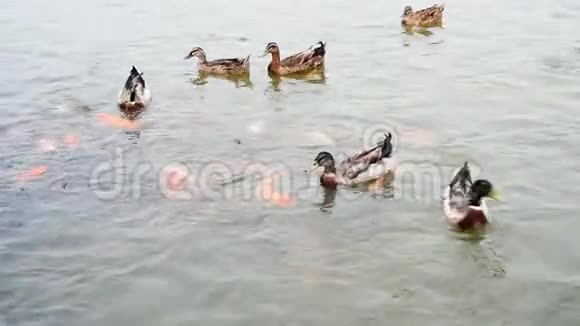 鸭子在池塘和鲤鱼下游泳视频的预览图