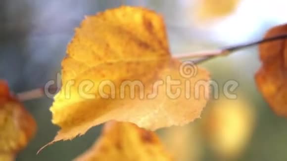 黄叶在树枝上的背景上模糊的黄叶特写视频的预览图