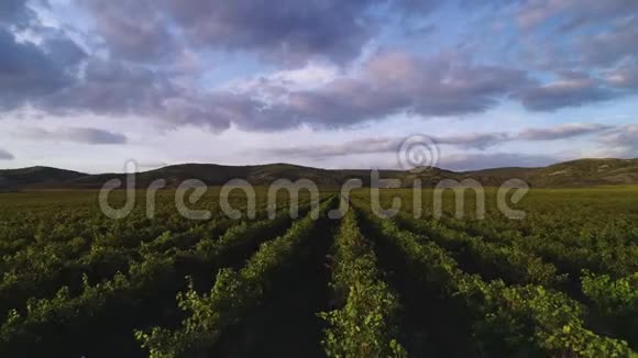 夏季有机葡萄酿酒场空中无人机视野视频的预览图