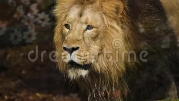 成年雄狮动物园中的人物肖像慢动作视频的预览图
