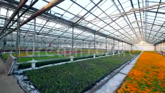 巨大的温室有各种盛开的花朵视频的预览图