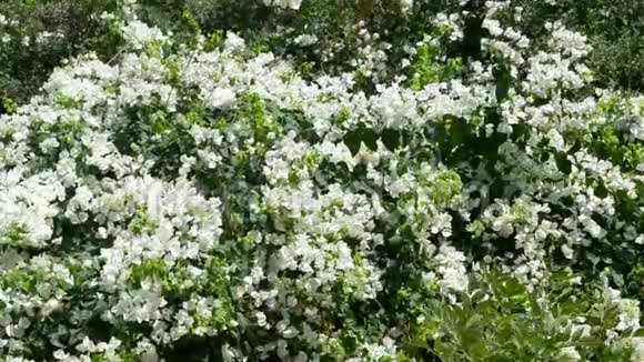 有美丽的白花的灌木丛视频的预览图