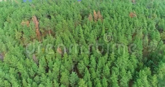 从空中俯瞰美丽的高针叶林从高处俯瞰大针叶林视频的预览图