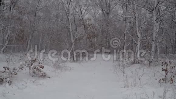 冬天的雪落在森林里雪花飘落到冬天的风景大雪暴风雨冬天雪的天气雪视频的预览图