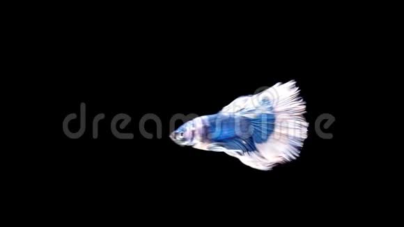 慢动作暹罗斗鱼贝塔著名的名字是普拉卡特泰国视频的预览图