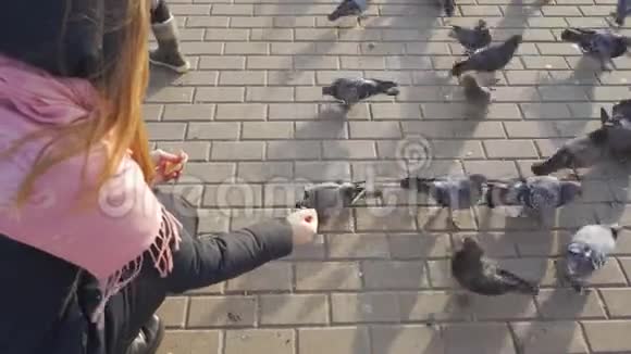 年轻女子打碎饼干喂鸽子视频的预览图