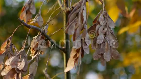 秋天枯叶在树枝上树上有种子的荚视频的预览图