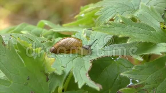 蜗牛在植物上爬行视频的预览图