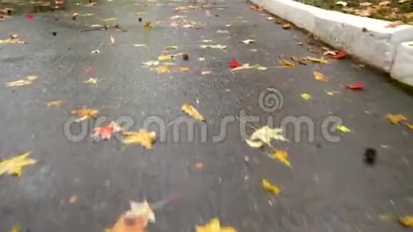 雨后公园里落叶的小巷视频的预览图