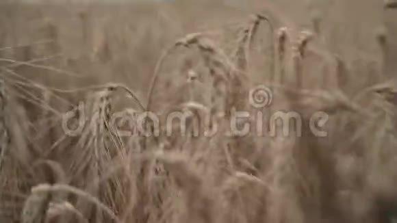 女人的麦田女人的手摸着大麦的耳朵女农民享受农业丰收有机黄金大麦视频的预览图