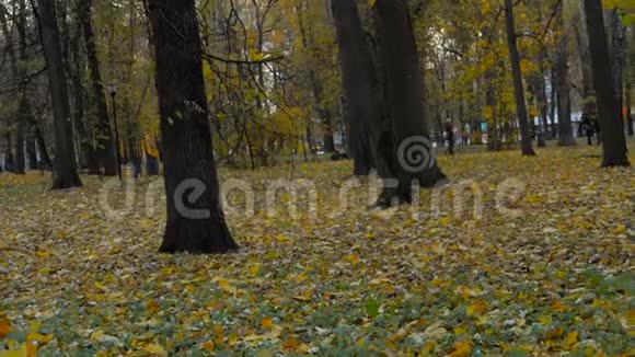 秋天的公园黄色的落叶旋转摄像机视频的预览图