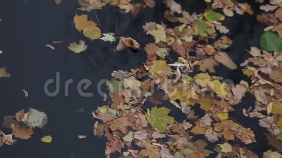 秋天的树叶在水面上视频的预览图