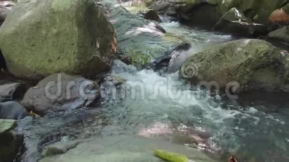 沿着热带森林流淌的水流视频的预览图