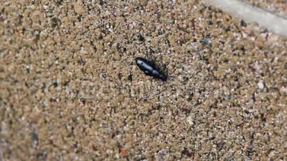 潮湿的黑甲虫爬在水泥块墙上视频的预览图