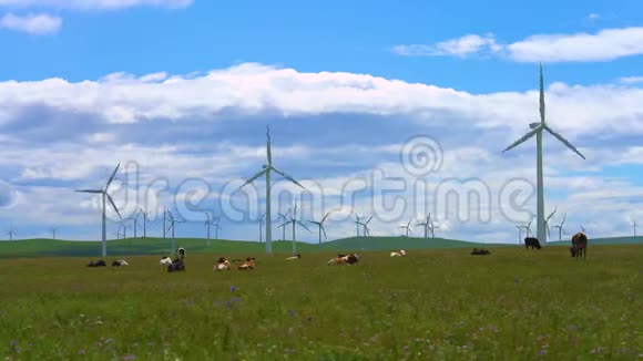 内蒙古辉腾雪勒草原风电场和牛视频视频的预览图
