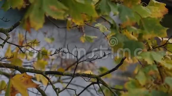 秋天的树叶在水面上视频的预览图