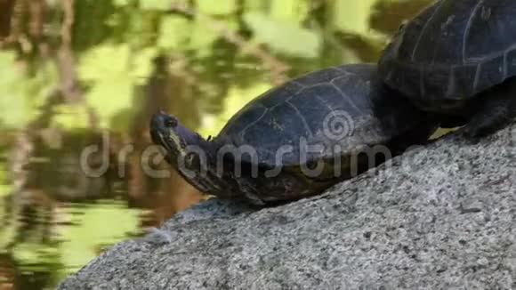 一群小海龟坐在岩石上在池塘里看周围的环境视频的预览图