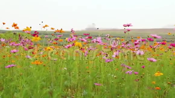 宇宙之花在田野上视频的预览图