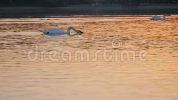 湖上漂亮的两只天鹅视频的预览图