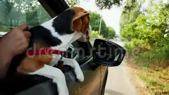 可爱有趣的小猎犬在旅行时看着车窗外视频的预览图