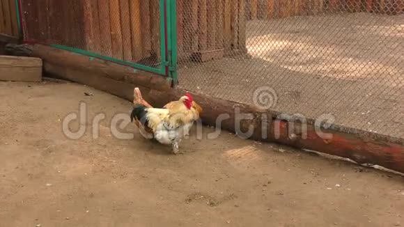 农场里的公鸡和鸡视频的预览图