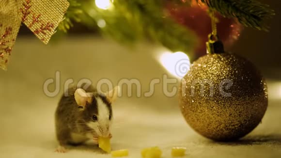 一只吃奶酪的灰色小老鼠坐在圣诞树下的装饰品中间视频的预览图