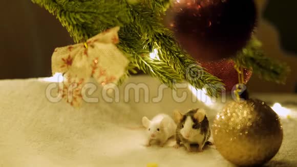 两只小老鼠潜伏在圣诞树下视频的预览图