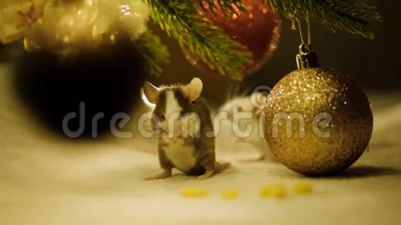 灰鼠象征着2020年新年洗坐在圣诞球附近视频的预览图