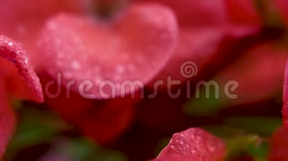 大红色的花花瓣上有露珠照相机在动自然光视频的预览图