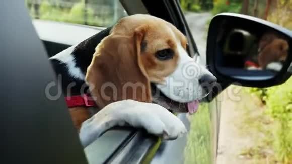 好奇的小猎犬在旅行时向车窗外张望视频的预览图