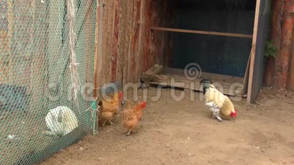 农场里的公鸡和鸡视频的预览图