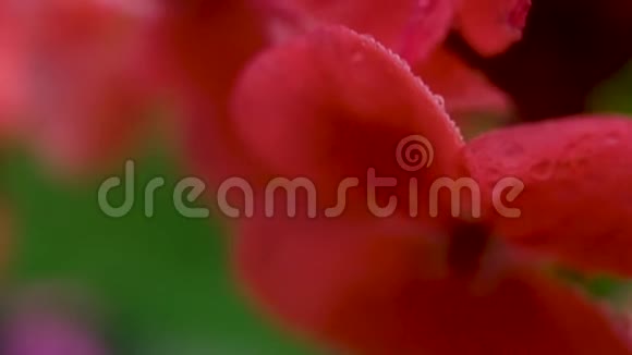 大红色的花花瓣上有露珠照相机在动视频的预览图