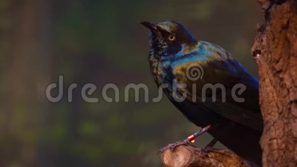 更大的蓝色鳗鱼在特写镜头中有光泽的鸟坐在树上环顾四周来自非洲的热带鸟类幽灵视频的预览图