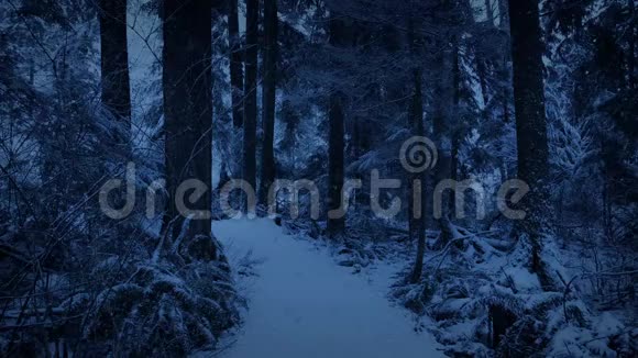 黄昏降雪时的森林小径视频的预览图