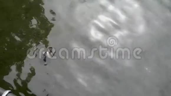 一只乌龟仰头呼吸空气在湖里休息视频的预览图