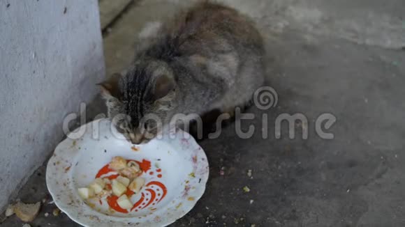 流浪猫吃视频的预览图