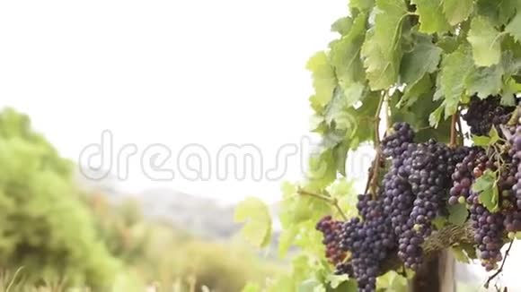 成熟的葡萄视频的预览图