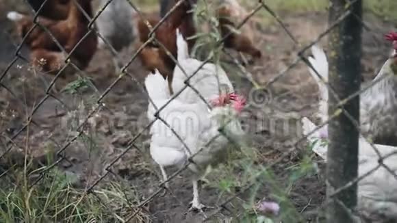 鸡走围场导电围栏视频的预览图