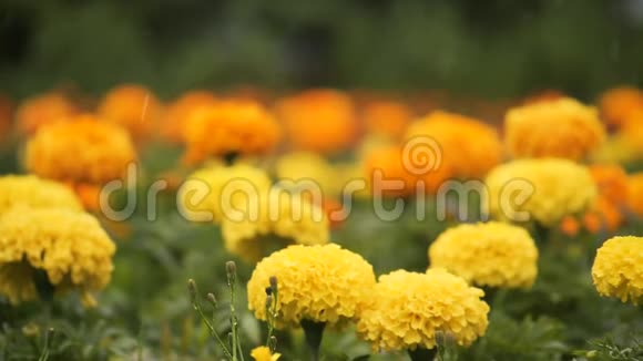 雨下黄花视频的预览图