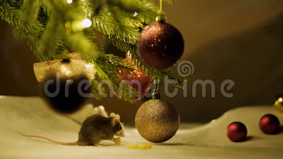 坐在圣诞树下吃奶酪的灰老鼠视频的预览图