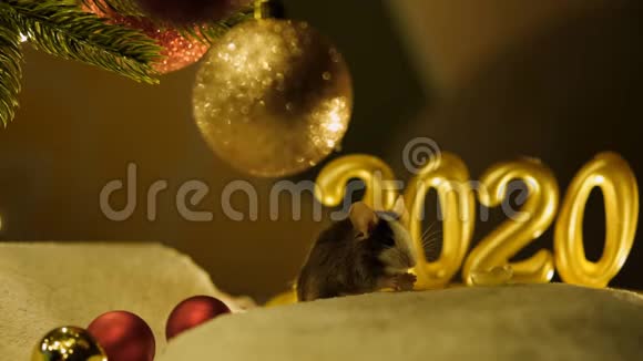 灰鼠坐在圣诞树下吃背景是2020年新年的风景视频的预览图