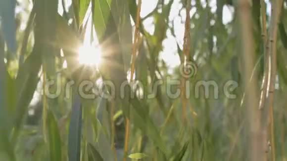阳光阳光穿过公园里藤蔓植物的叶子柳树的美丽叶子晒太阳晴天视频的预览图