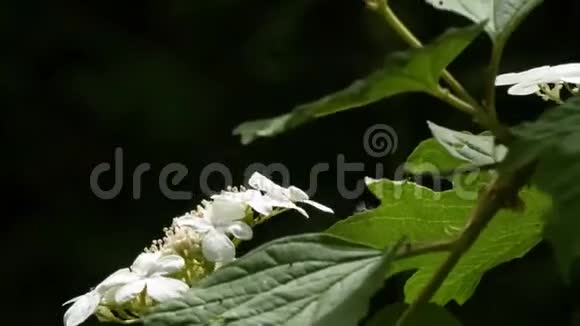 微风吹拂着树枝上的淡花和绿叶视频的预览图