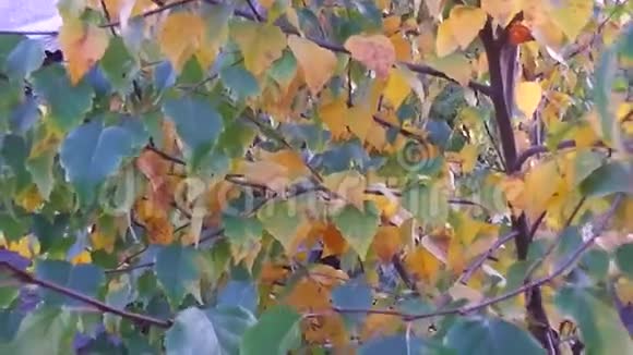 美丽的桦树和秋天的落叶视频的预览图