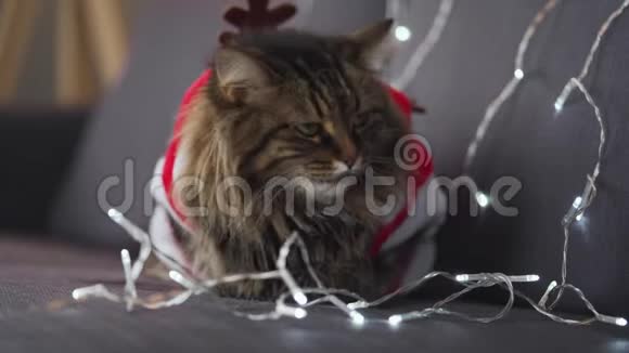 在圣诞花环的背景上一只戴着圣诞老人打扮的绿眼睛的小猫的特写肖像视频的预览图