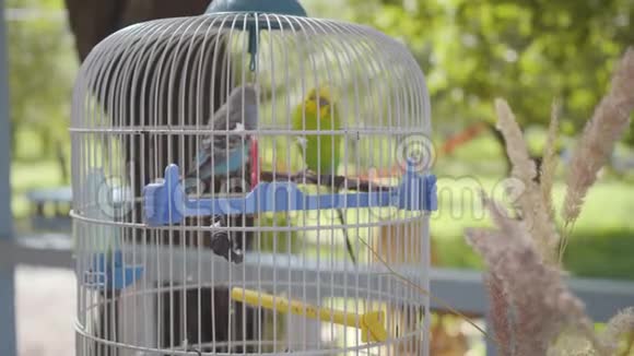 两只可爱的鹦鹉站在户外的大笼子花园里绿蓝相间的小鸟镜头移近视频的预览图