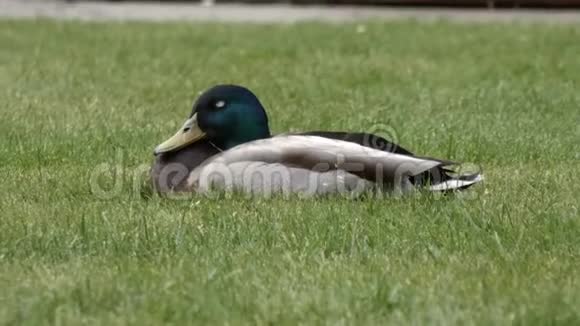 一只疲惫的鸭子绿头躺在草地上视频的预览图