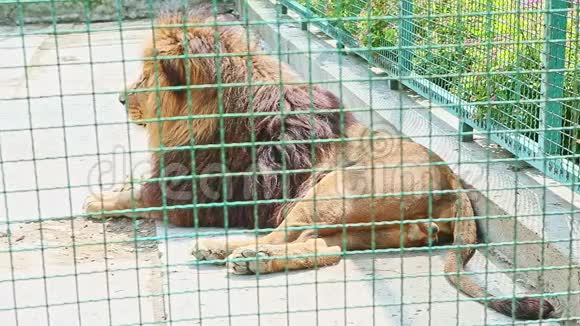 大型动物园笼子里的野生大狮子休息视频的预览图