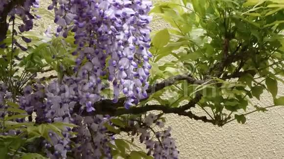 春天的葡萄树上挂着甜紫藤视频的预览图